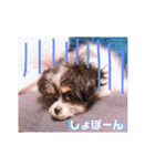 チワシー みりんちゃんスタンプ♡♡♡（個別スタンプ：18）
