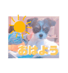 チワシー みりんちゃんスタンプ♡♡♡（個別スタンプ：21）
