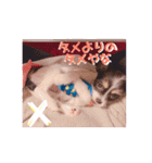 チワシー みりんちゃんスタンプ♡♡♡（個別スタンプ：22）