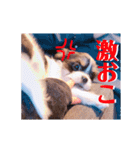 チワシー みりんちゃんスタンプ♡♡♡（個別スタンプ：24）