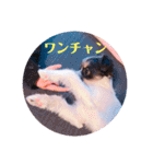 チワシー みりんちゃんスタンプ♡♡♡（個別スタンプ：25）