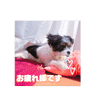 チワシー みりんちゃんスタンプ♡♡♡（個別スタンプ：30）