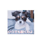 チワシー みりんちゃんスタンプ♡♡♡（個別スタンプ：31）