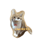猫のそらスタンプ（個別スタンプ：1）