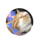 猫のそらスタンプ（個別スタンプ：2）