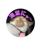 猫のそらスタンプ（個別スタンプ：7）