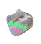 猫のそらスタンプ（個別スタンプ：8）