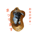 シュナウザーの言霊（個別スタンプ：1）