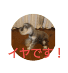 シュナウザーの言霊（個別スタンプ：2）