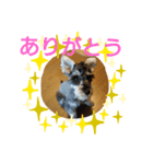 シュナウザーの言霊（個別スタンプ：7）
