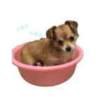 愛犬ビビちゃん（個別スタンプ：3）