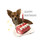 愛犬ビビちゃん（個別スタンプ：4）