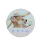 愛犬ビビちゃん（個別スタンプ：6）