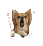 愛犬ビビちゃん（個別スタンプ：8）