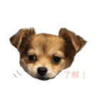 愛犬ビビちゃん（個別スタンプ：9）