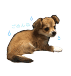 愛犬ビビちゃん（個別スタンプ：11）