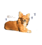 愛犬ビビちゃん（個別スタンプ：12）