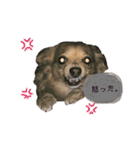 愛犬ビビちゃん（個別スタンプ：13）