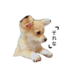 愛犬ビビちゃん（個別スタンプ：14）