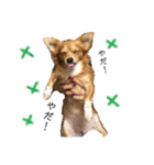 愛犬ビビちゃん（個別スタンプ：15）