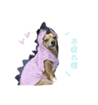 愛犬ビビちゃん（個別スタンプ：16）