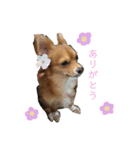 愛犬ビビちゃん（個別スタンプ：17）