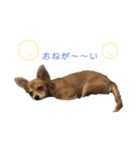 愛犬ビビちゃん（個別スタンプ：18）