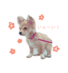 愛犬ビビちゃん（個別スタンプ：19）
