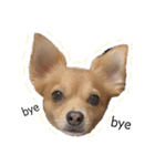 愛犬ビビちゃん（個別スタンプ：20）