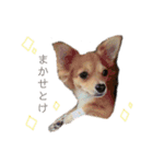愛犬ビビちゃん（個別スタンプ：21）