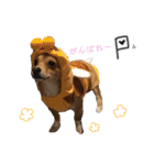 愛犬ビビちゃん（個別スタンプ：23）