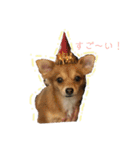 愛犬ビビちゃん（個別スタンプ：24）