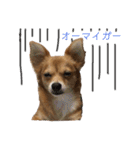 愛犬ビビちゃん（個別スタンプ：25）