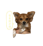 愛犬ビビちゃん（個別スタンプ：26）