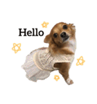 愛犬ビビちゃん（個別スタンプ：28）