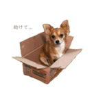 愛犬ビビちゃん（個別スタンプ：29）