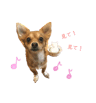 愛犬ビビちゃん（個別スタンプ：30）