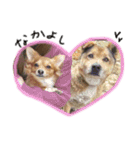 愛犬ビビちゃん（個別スタンプ：31）
