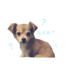 愛犬ビビちゃん（個別スタンプ：32）