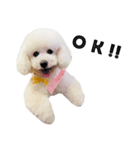 ビションフリーゼくりーむちゃん（個別スタンプ：1）