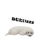 ビションフリーゼくりーむちゃん（個別スタンプ：5）