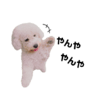 ビションフリーゼくりーむちゃん（個別スタンプ：6）