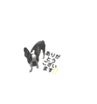 ボストンテリアB＆P（個別スタンプ：9）