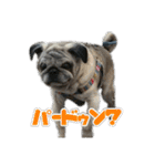 パグのやんやん（個別スタンプ：9）