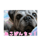 パグのやんやん（個別スタンプ：12）