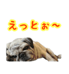 パグのやんやん（個別スタンプ：14）