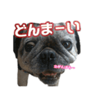 パグのやんやん（個別スタンプ：15）
