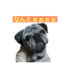 パグのやんやん（個別スタンプ：20）