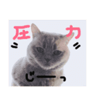 BOY♡DOG♡CAT（個別スタンプ：7）