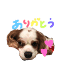 BOY♡DOG♡CAT（個別スタンプ：12）